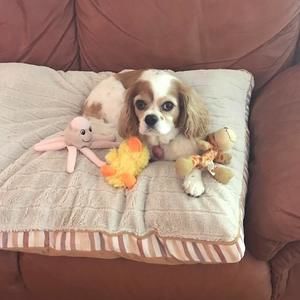 Meet your Posher, Jane